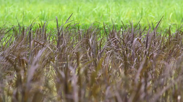 黑色的稻田视频下载