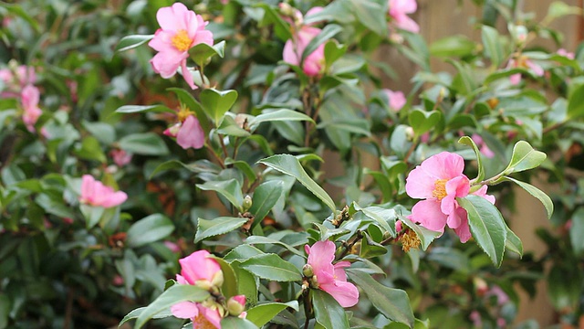 粉红色开花茶花植物视频素材