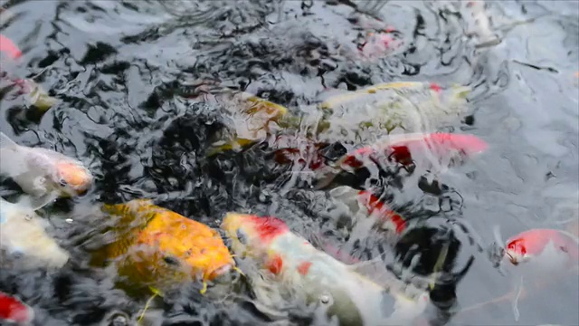 锦鲤视频素材