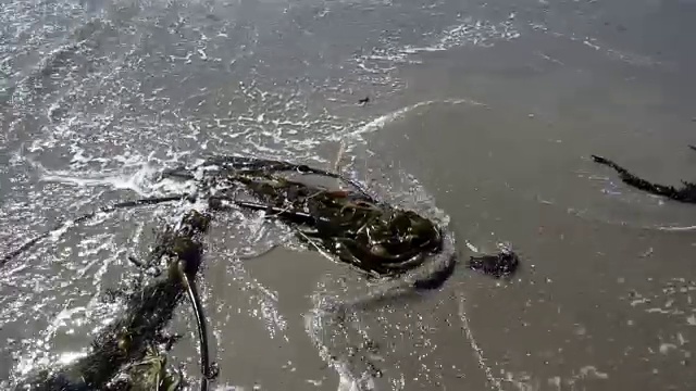 沙滩上的海浪在海藻周围流动视频素材