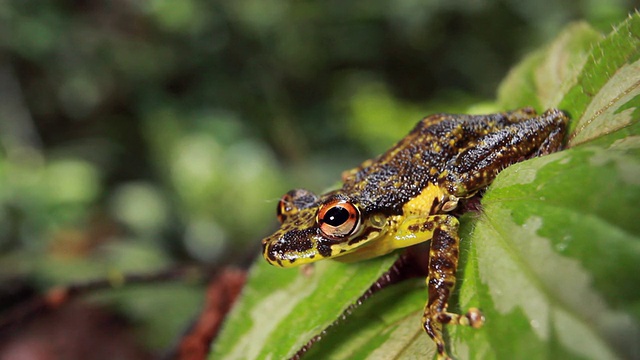 白颊树蛙(Scinax funereus)视频素材