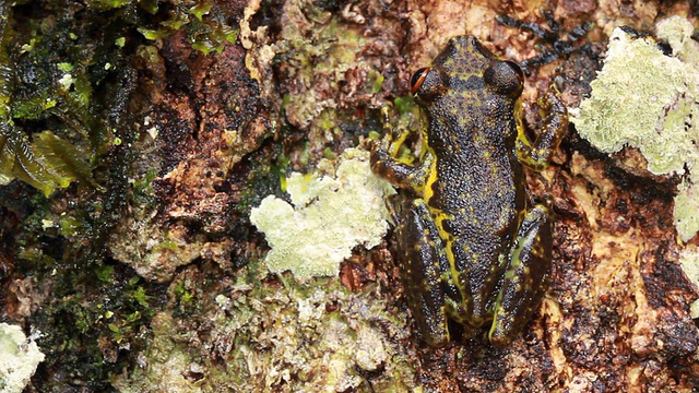 白颊树蛙(Scinax funereus)视频素材