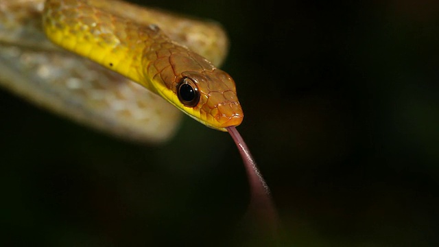 橄榄鞭蛇(chironius fuscus)视频素材