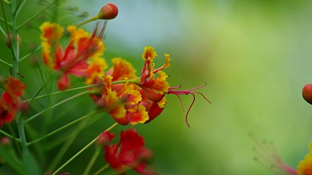 孔雀冠花抖动视频素材