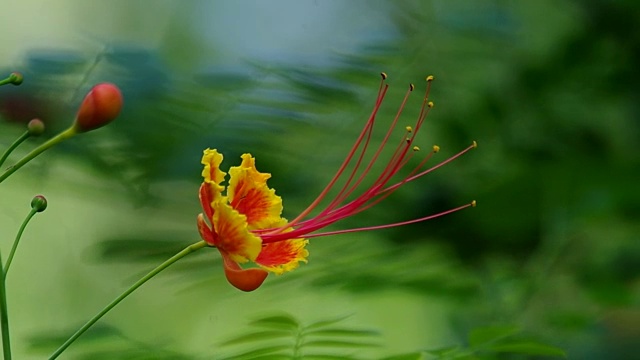 孔雀的花视频素材