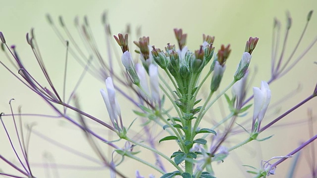 野蜘蛛花和风视频素材