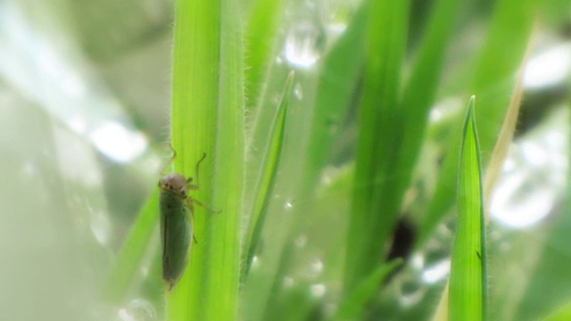 草茎上的昆虫沾着露水，打在镜头上视频下载