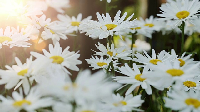 花园里的洋甘菊花视频素材