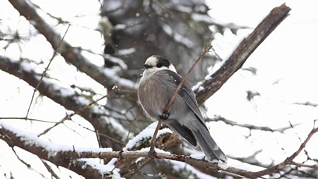 灰杰伊，Perisoreus canadensis，在阿尔冈昆膨胀他的羽毛视频素材