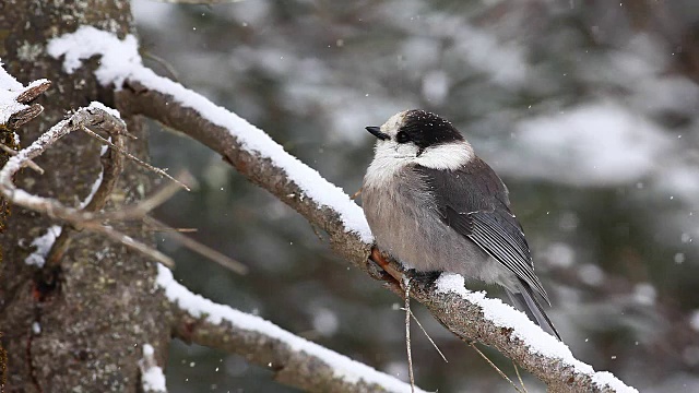 灰色杰伊在安大略阿尔冈昆降雪视频素材