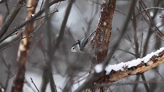 白胸Nuthatch (Sitta carolinensis)在雪景，阿尔冈昆，加拿大视频素材