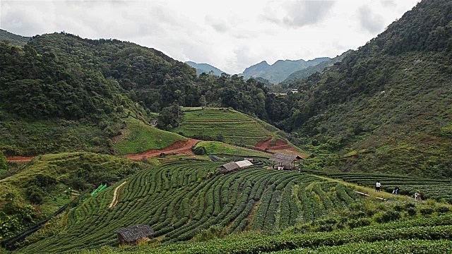 茶园,LS视频下载