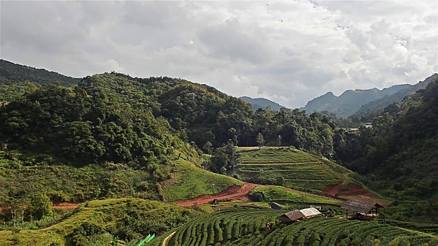 茶园,目视频素材