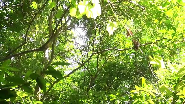 自然背景。美丽的阳光透过吹在树上的绿叶。模糊抽象的散景与太阳耀斑。阳光。Sunflare。慢镜头50帧/秒。视频素材