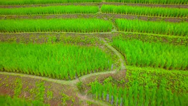 水稻梯田航拍泰国北部，4K视频素材