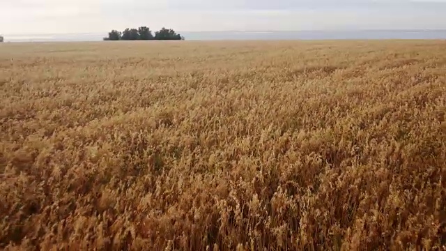 空中:黄色的麦田，蓝色的大海。夏天的早晨视频下载