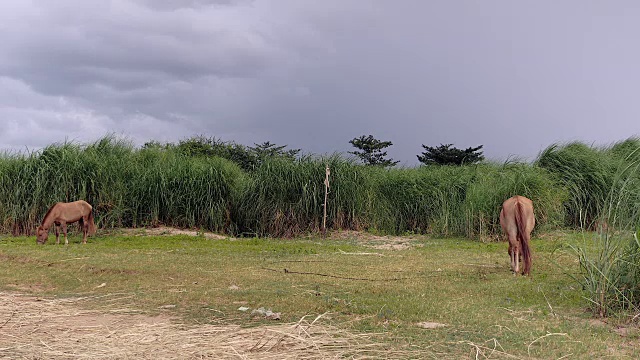 在多云的天空下，马在田野里吃草视频素材