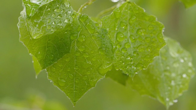 雨后的绿叶视频素材