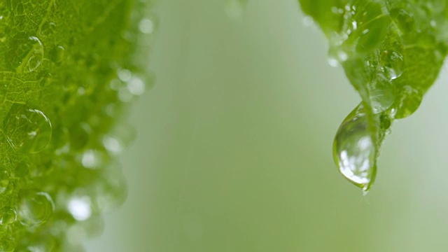 雨后的绿叶视频素材