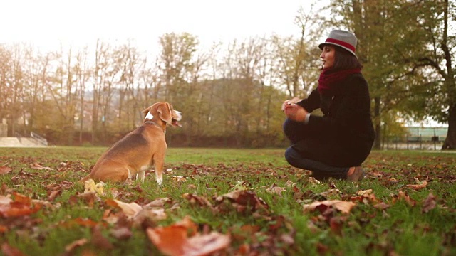 秋天的慢镜头:戴帽子的女士驯服她的小猎犬视频素材