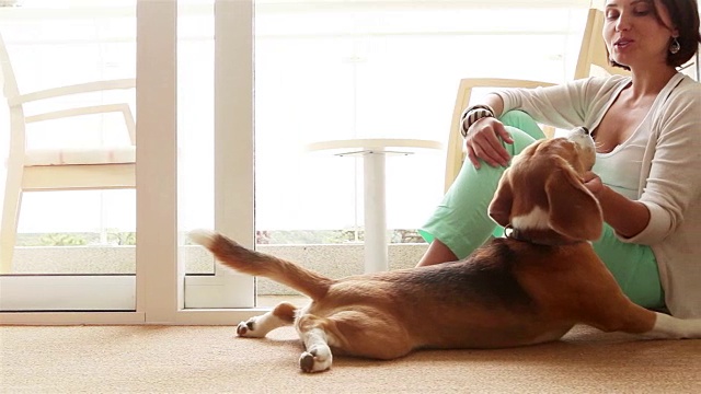 有趣的家庭场景:一位主人抚摸着她的宠物小猎犬，并看着它的眼睛视频素材