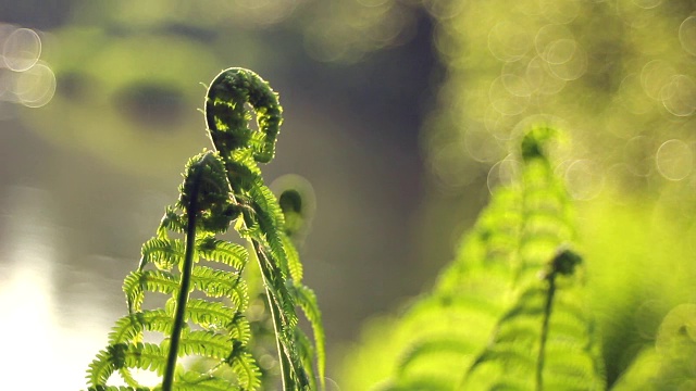 森林中的蕨类视频素材