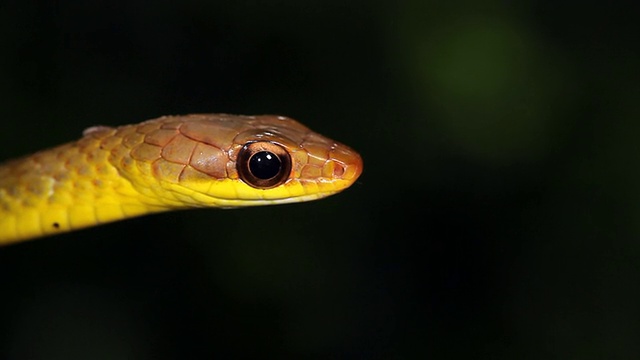 橄榄鞭蛇(chironius fuscus)视频素材