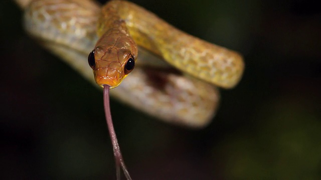 橄榄鞭蛇(chironius fuscus)视频素材