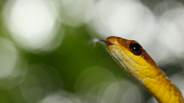 橄榄鞭蛇(chironius fuscus)视频素材