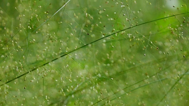 绿草背景，慢镜头视频素材