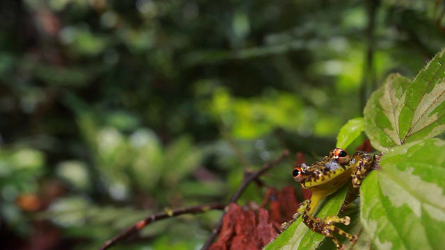 白颊树蛙(Scinax funereus)视频素材