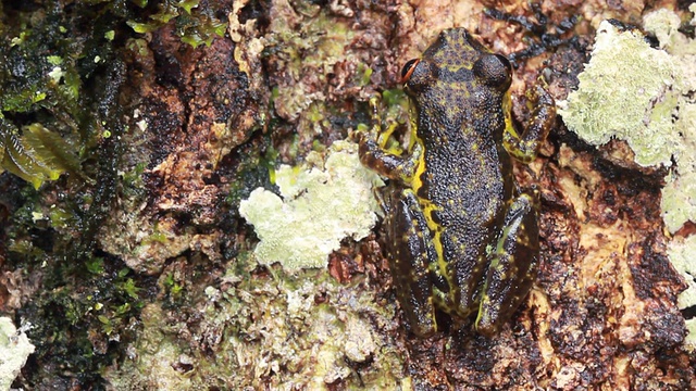 白颊树蛙(Scinax funereus)视频素材