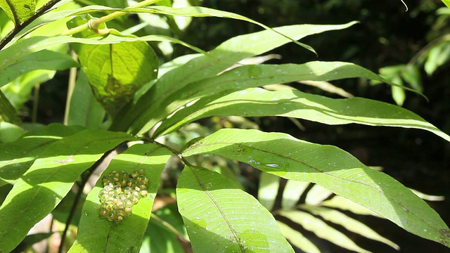 玻璃蛙(Hyalinobatrachium sp.)的卵视频素材