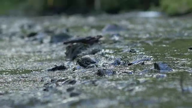 浅河急流的特写视频素材