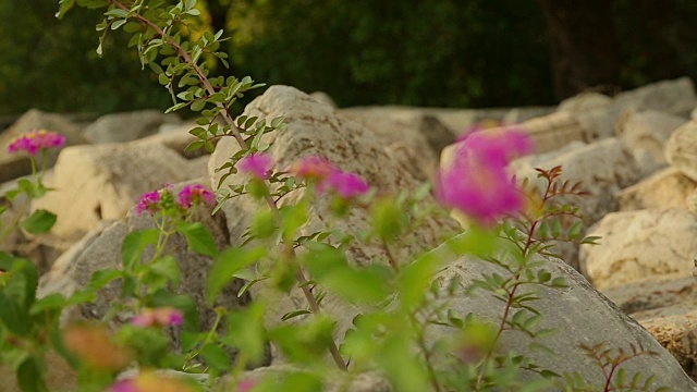 美丽的花生长在古代建筑遗迹，植物使用视频素材