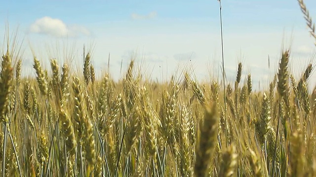 粮食领域视频素材