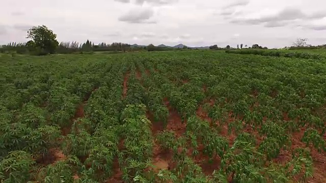 木薯农场鸟瞰图视频下载