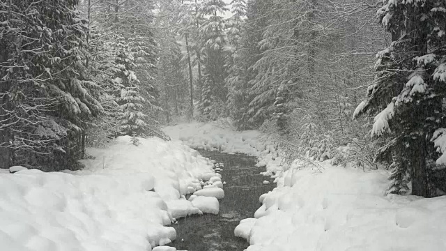 雪林与河视频素材