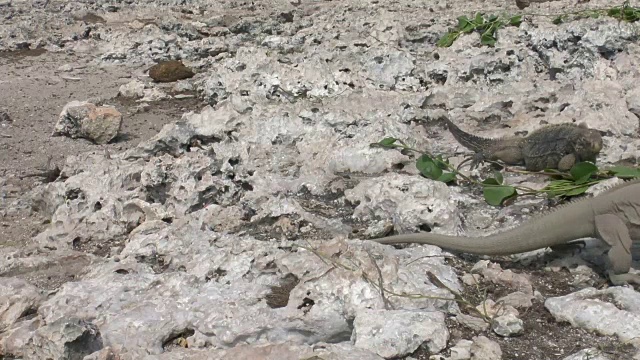 野生的古巴岩鬣蜥，视频素材