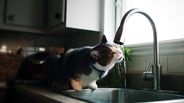 饮用自来水的猫的Cinemagraph(照片运动)视频素材