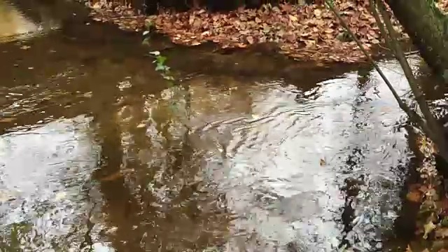 秋天小溪的流水视频下载