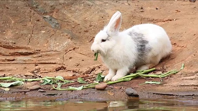 兔子视频素材