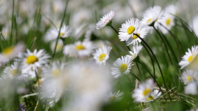 美丽的白色雏菊生长在夏天的花园里。(Leucanthemum)视频素材