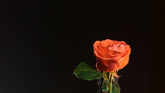 32、温柔的红玫瑰在黑色的背景上滴着水和光线，水滴在红色的花朵上，情人节，浪漫的爱情礼物视频下载