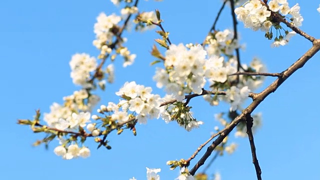 美丽的樱花在蓝天的背景下迎风而行视频下载