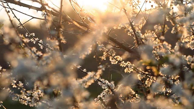 在盛开的树上，夕阳的温暖光线视频下载