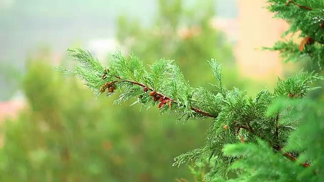 雨在森林里。全高清视频视频素材