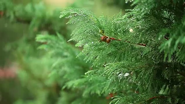 雨在森林里。全高清视频视频素材