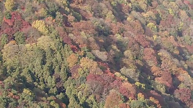 空中，岚山和佐野地区，京都，在树叶季节视频素材