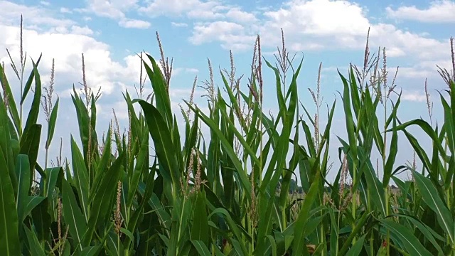 夏日阳光下绿油油的玉米地视频素材